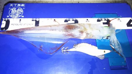 ヤリイカ釣り近況