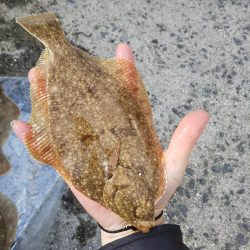 カレイ狙いで！