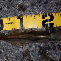 ヤリイカエギング