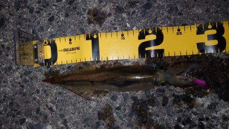 ヤリイカエギング