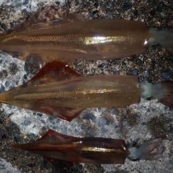 ヤリイカエギング