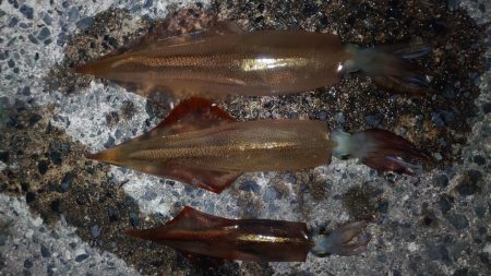 ヤリイカエギング