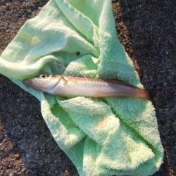 深場の福良でキス狙い