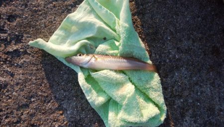 深場の福良でキス狙い