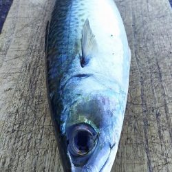 大サバを狙いに行きました。