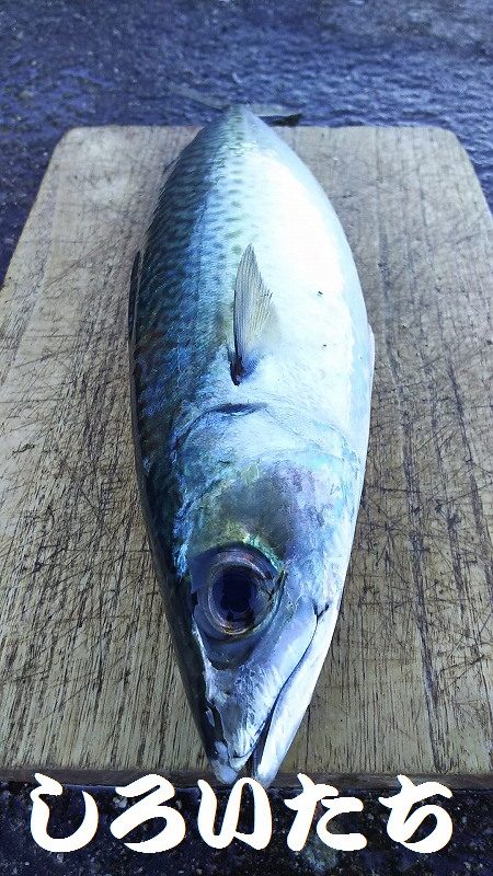 大サバを狙いに行きました。