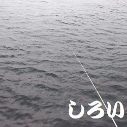 マイワシ見えるも、食べる気なし。