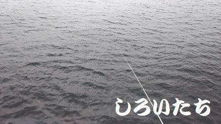 マイワシ見えるも、食べる気なし。