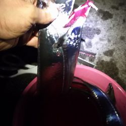 和歌山遠征。1月2回め。