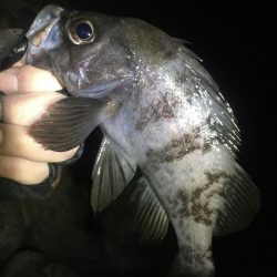 アジは何処へ？？