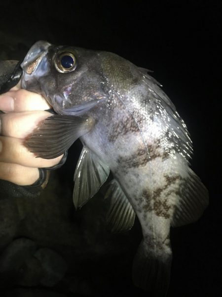 アジは何処へ？？