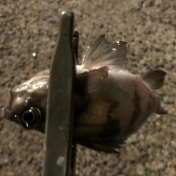 由良にお魚はいないんかーい
