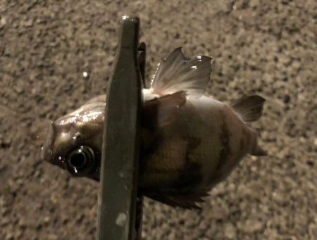 由良にお魚はいないんかーい