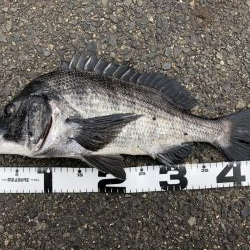 イチノ兄弟、釣果！