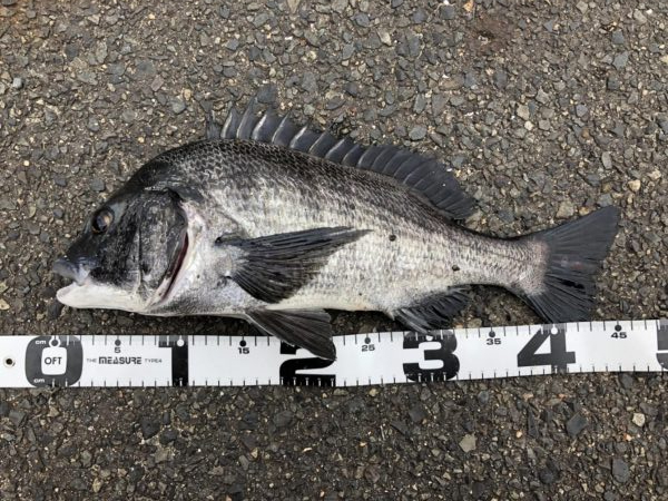 イチノ兄弟、釣果！