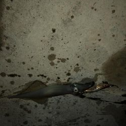 今年初ヤリイカゲット