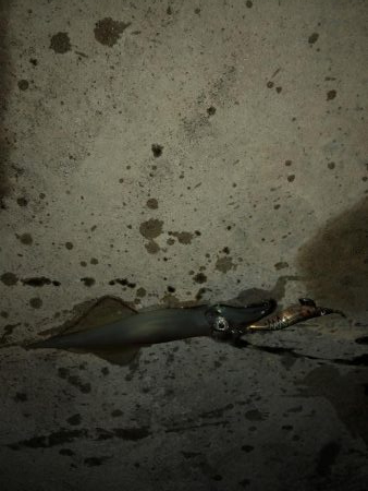 今年初ヤリイカゲット