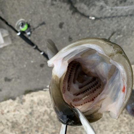 新春初釣り シーバス!!