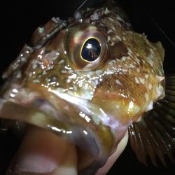 ライトゲーム3種盛り