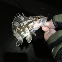 今年2回目のアジング