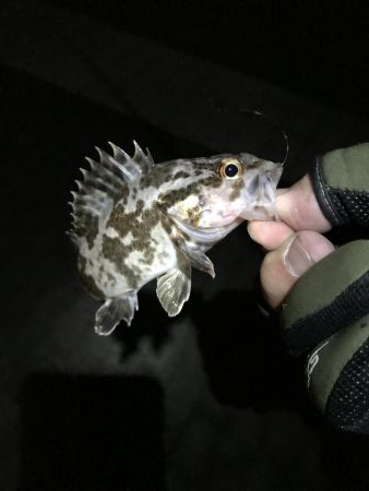 今年2回目のアジング