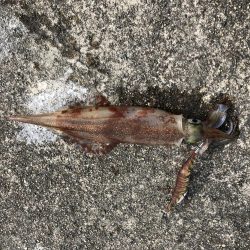 初ヤリイカ❗️