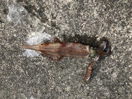 初ヤリイカ❗️