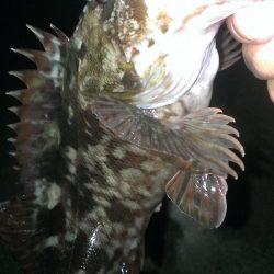 ガシラシーズンイン