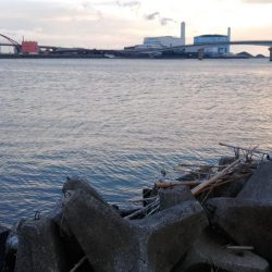 ヒラメゲット!!