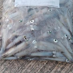 終盤デイヒイカ大爆発