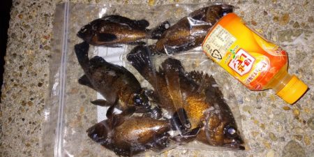 神明アジング&メバリング釣行