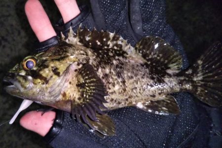 根魚に癒やされた