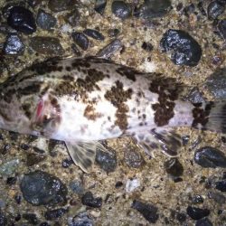 小さいサイズが多い