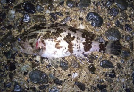 小さいサイズが多い