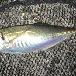 大満足の初釣行