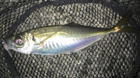 大満足の初釣行