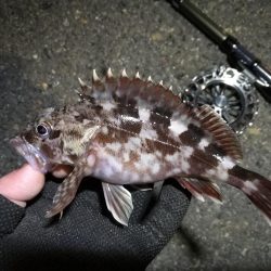 南港へち釣行 (2020/01/01 謹賀新年!南港ヘチ釣り ガシラ、真鯛(チャリコ) 釣果有り)