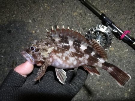 南港へち釣行 （2020/01/01 謹賀…