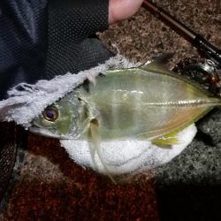 南港へち釣行 (2020/01/02 南港ヘチ釣り キビレ45cm メッキアジ ウミタナゴ 他 釣果有り)