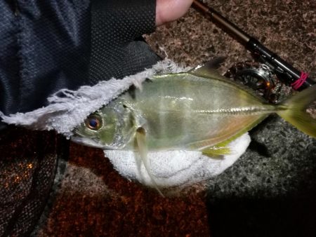 南港へち釣行 （2020/01/02 南港…