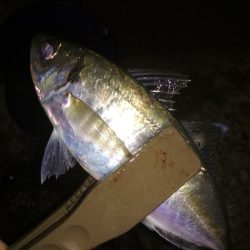 中あじ入れ喰い