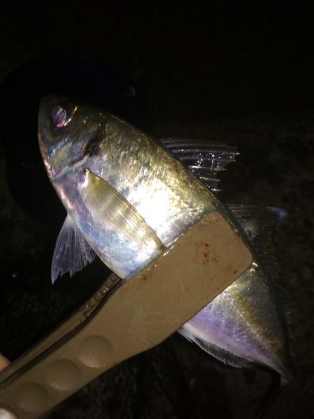 中あじ入れ喰い