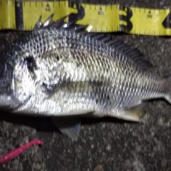 ぶらシーバス！！