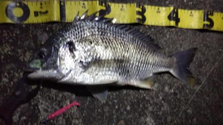 ぶらシーバス！！