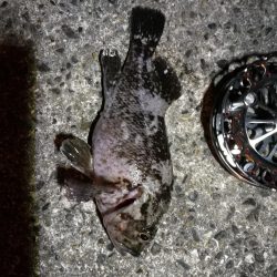 南港へち釣行 (2020/01/05 南港ヘチ釣り ガシラ、クロソイ 釣果有り)