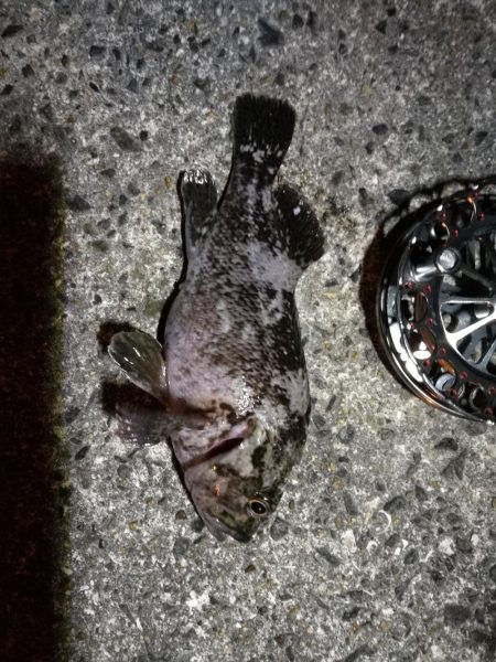 南港へち釣行 (2020/01/05 南港ヘチ釣り ガシラ、クロソイ 釣果有り)