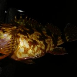 爆風激渋メバリング