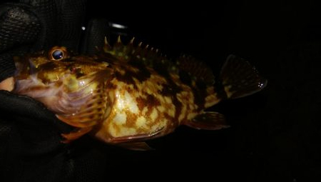 爆風激渋メバリング