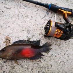 港でワーム、ギンガメアジ