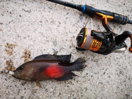 港でワーム、ギンガメアジ